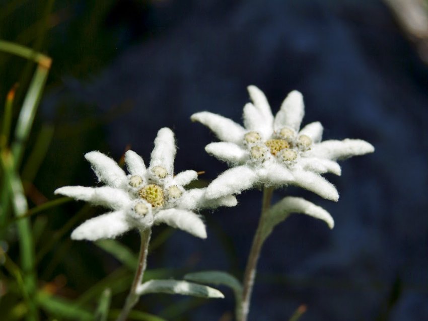 Едельвейс Едельвейс