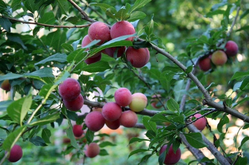 Російська слива