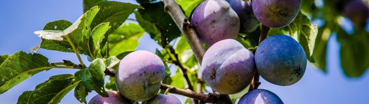 Виробники мають намір просувати французьку сливу