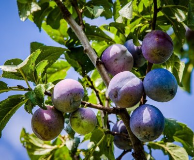 Виробники мають намір просувати французьку сливу