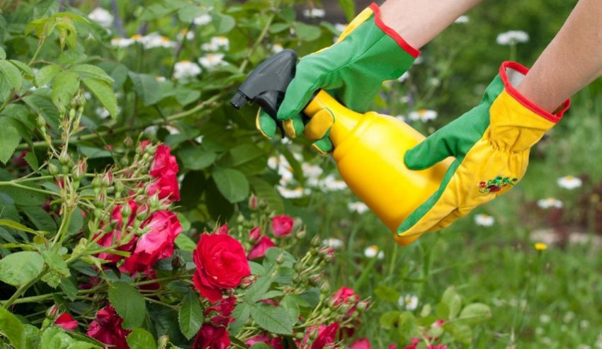 Обприскування троянд