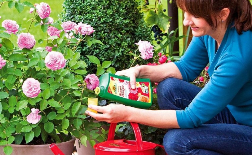 Підживлення троянд