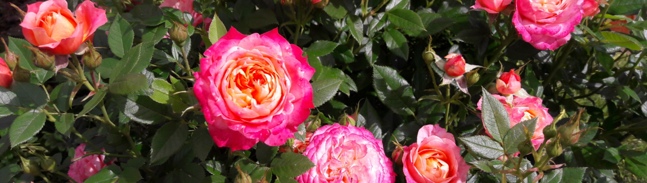 Рози патіо: 10 кращих сортів для квітника