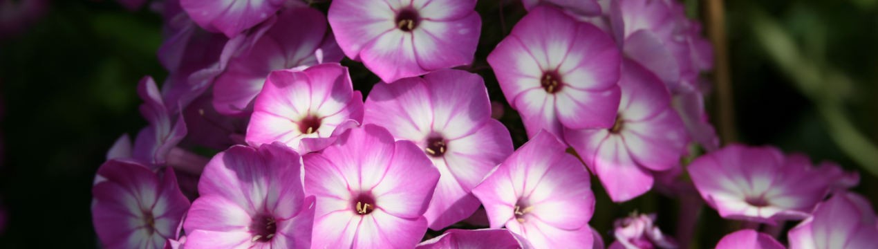 Флокс метелик у квітнику: кращі ідеї та відбір рослин