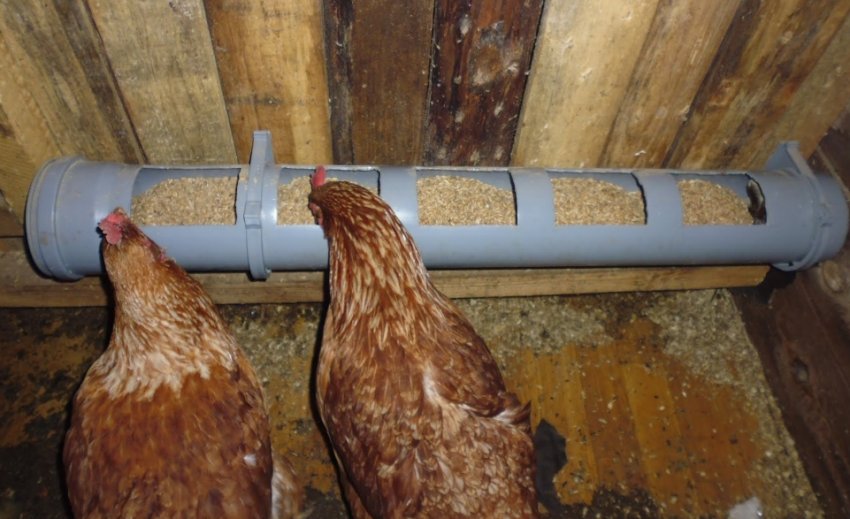 Годівниці для курей Годівниці для курей