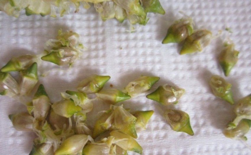 Насіння спатифиллума Насіння спатифиллума