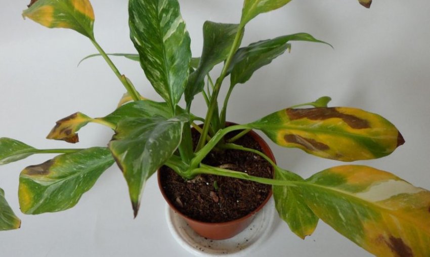 Жовтіють листя у спатифиллума Жовтіють листя у спатифиллума