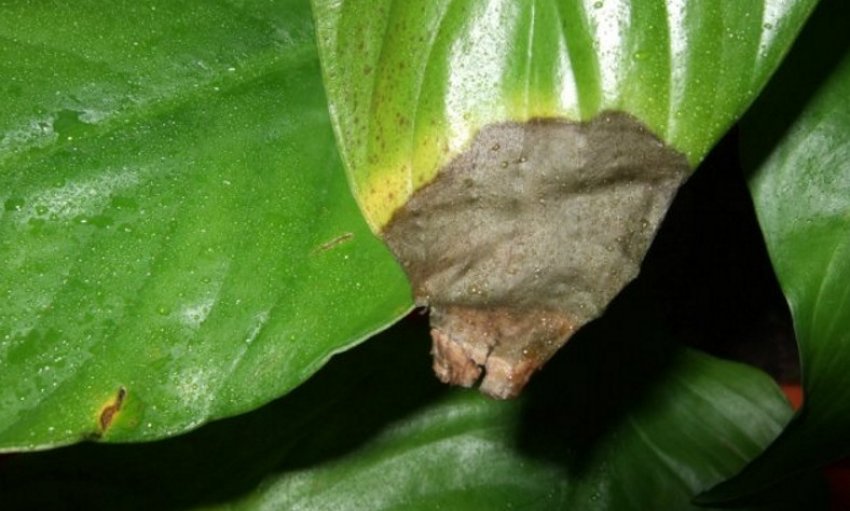 Чорніє листя Чорніє листя