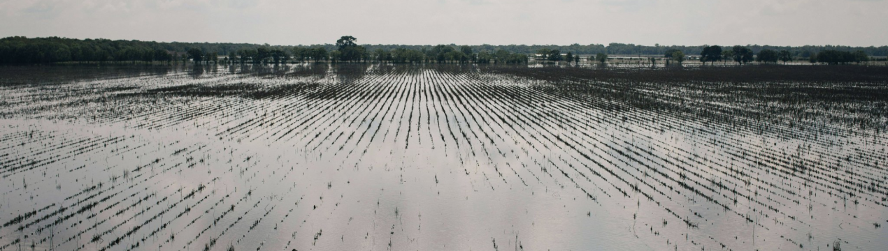 В Бангладеш наводнення завдають шкоди сільському господарству