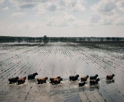 В Бангладеш наводнення завдають шкоди сільському господарству