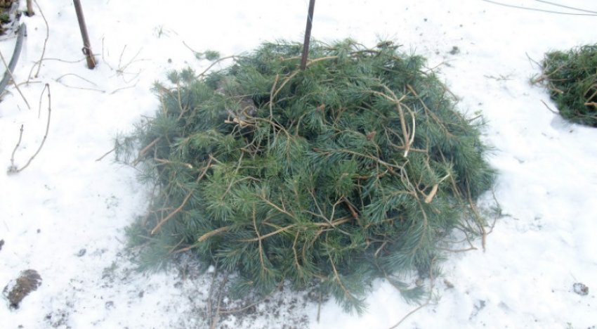 Укриття троянд