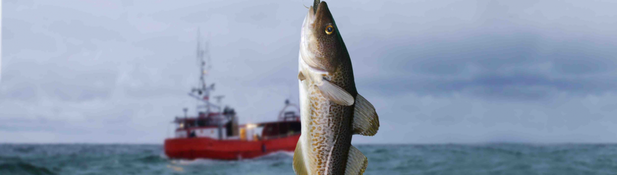 За два тижні НЕБІК виявив несанкціоновано виловлений рибу вагою 134 кг