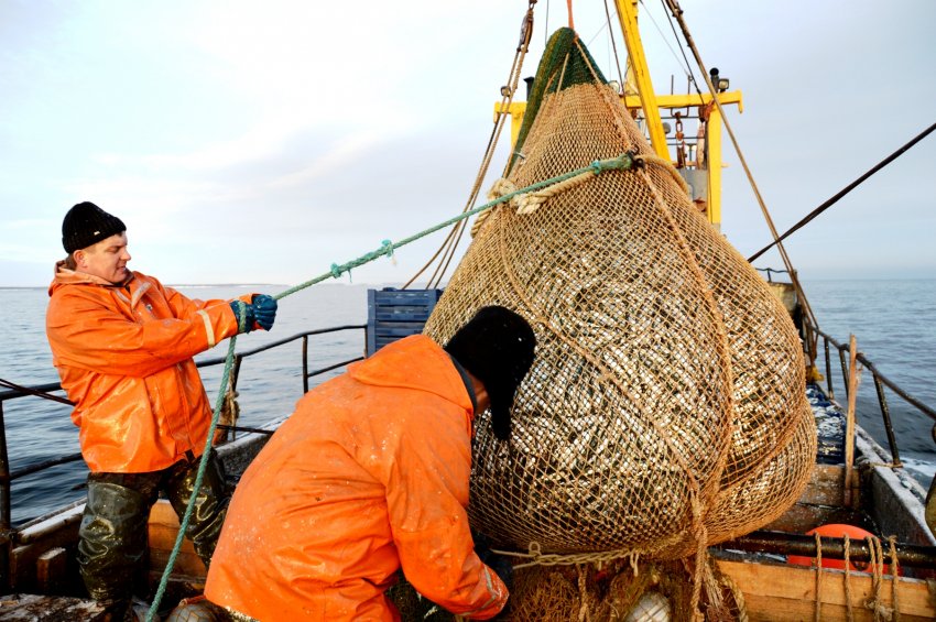 За два тижні НЕБІХ виявив несанкціоновано виловлену рибу вагою 134 кг