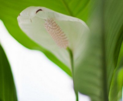 Способи розмноження спатифиллума в домашніх умовах