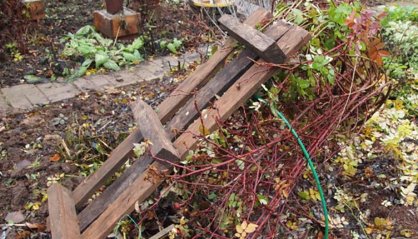 Пригинання троянд