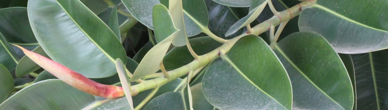 Як доглядати за фікусом Робуста в домашніх умовах