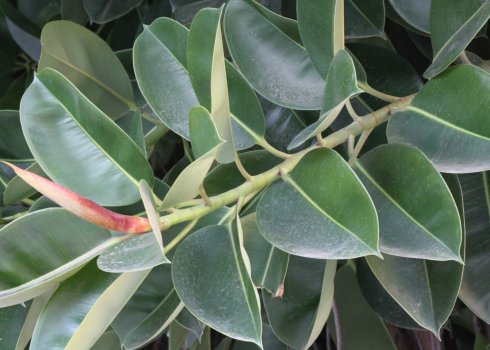 Як доглядати за фікусом Робуста в домашніх умовах