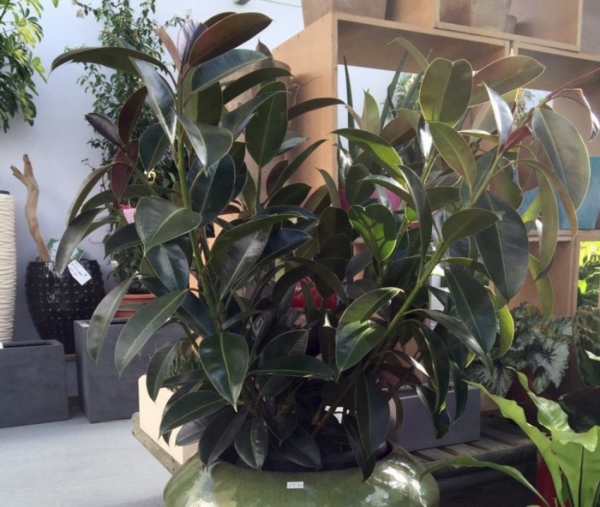 Освітлення для фікуса робусти Освітлення для фікуса робусти