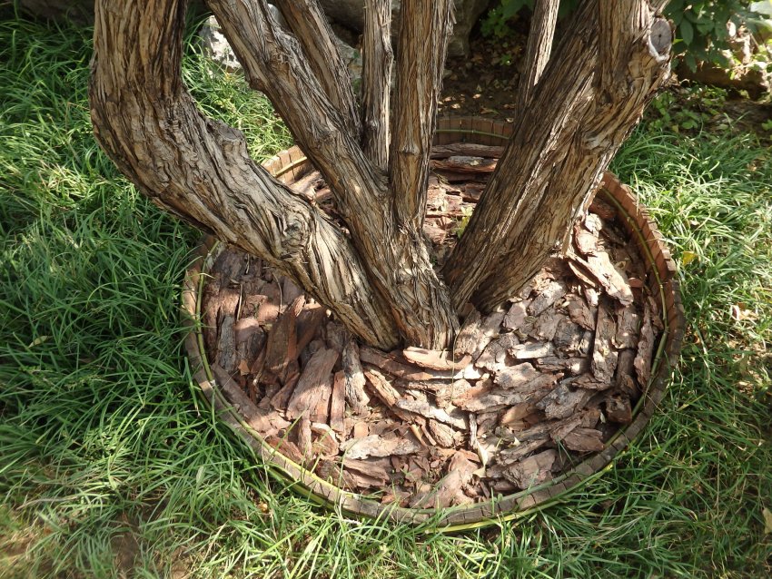 Мульчування