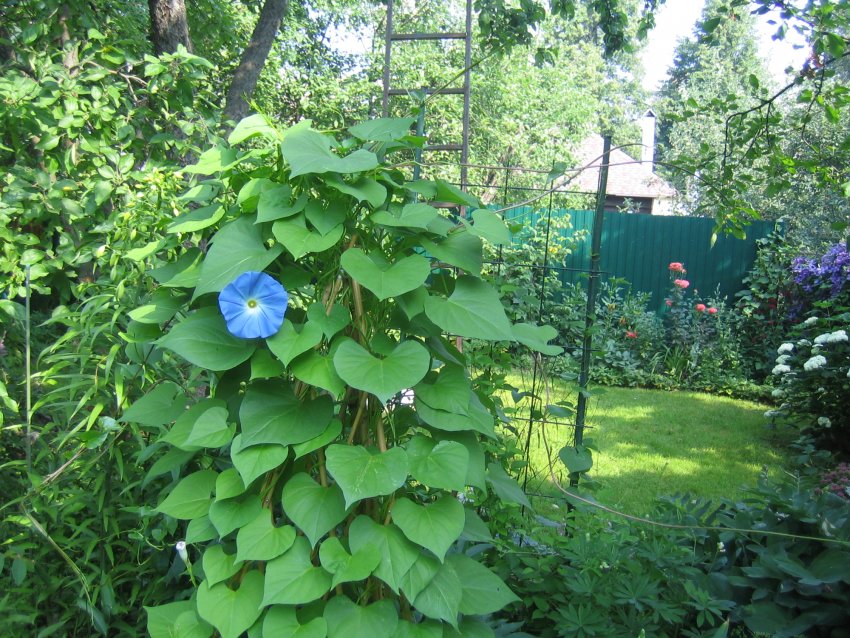 Вежа з іпомеї