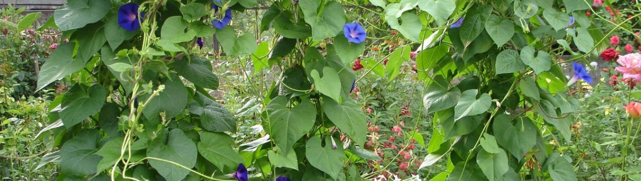 Зелена башта з іпомеї: як виростити?