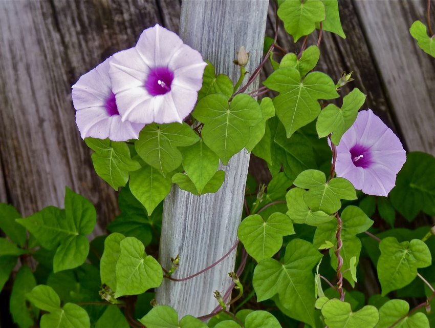 Вежа з іпомеї