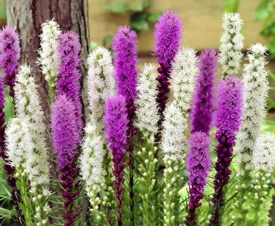 Ліатрис — яскравий акцент у вашому квітнику