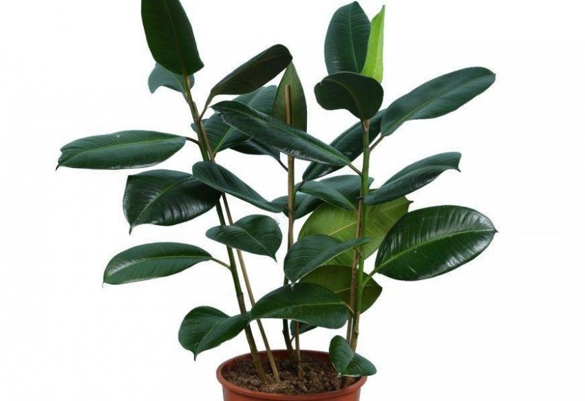 Підживлення фікуса робусти Підживлення фікуса робусти