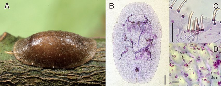Pulvinaria polygonata Pulvinaria polygonata
