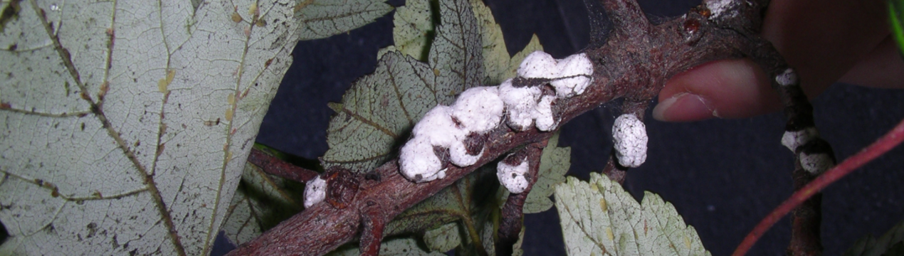 На цитрусовій фермі в Мурсії було виявлено шкідника Pulvinaria polygonata