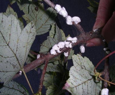 На цитрусовій фермі в Мурсії було виявлено шкідника Pulvinaria polygonata
