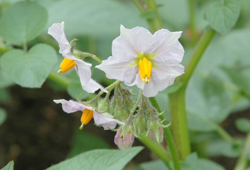 Картопля як лікарське рослина Картопля як лікарське рослина