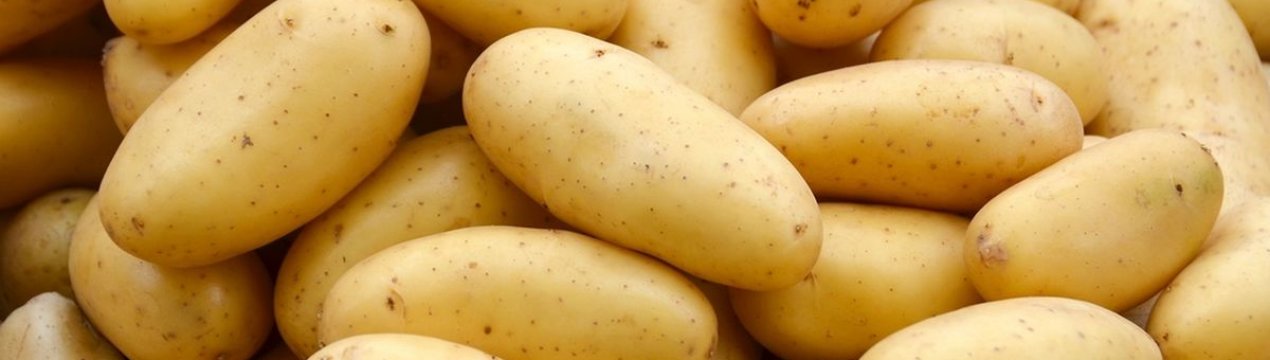 Прибирання картоплі йде повним ходом в Емілія-Романьї