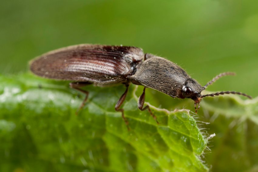 Agriotes litigiosus Agriotes litigiosus