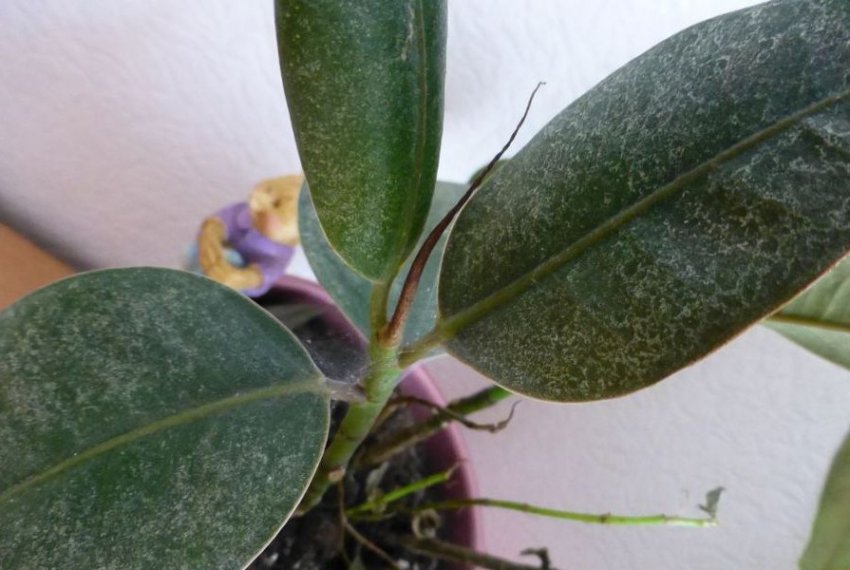 Павутинний кліщ Павутинний кліщ