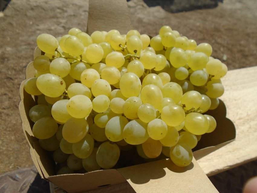 Коктейль кишмиш Коктейль кишмиш