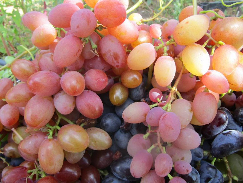 Сенсація Сенсація