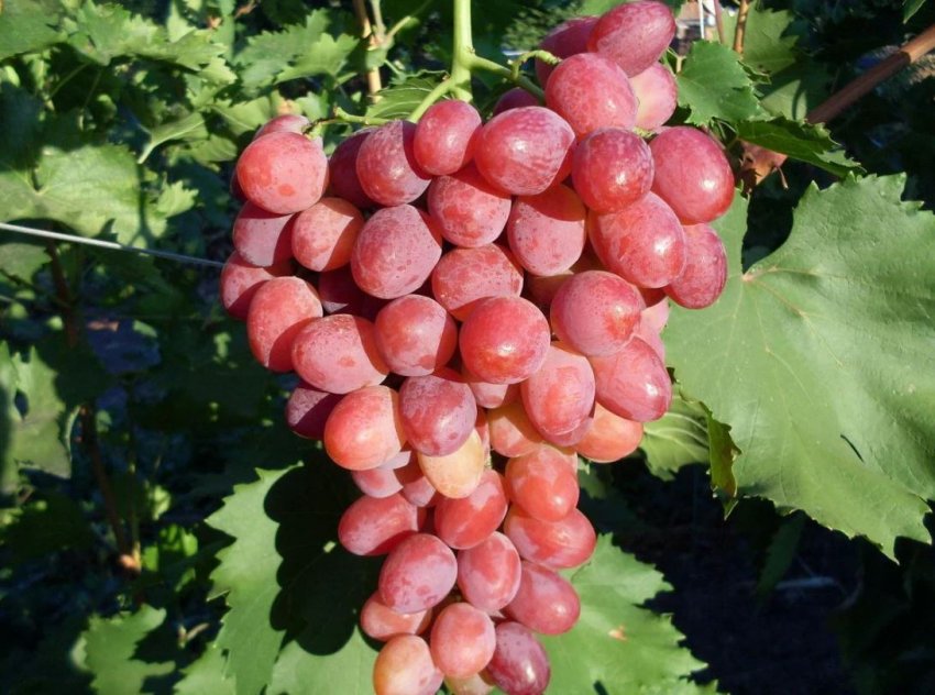 Люсі червона Люсі червона