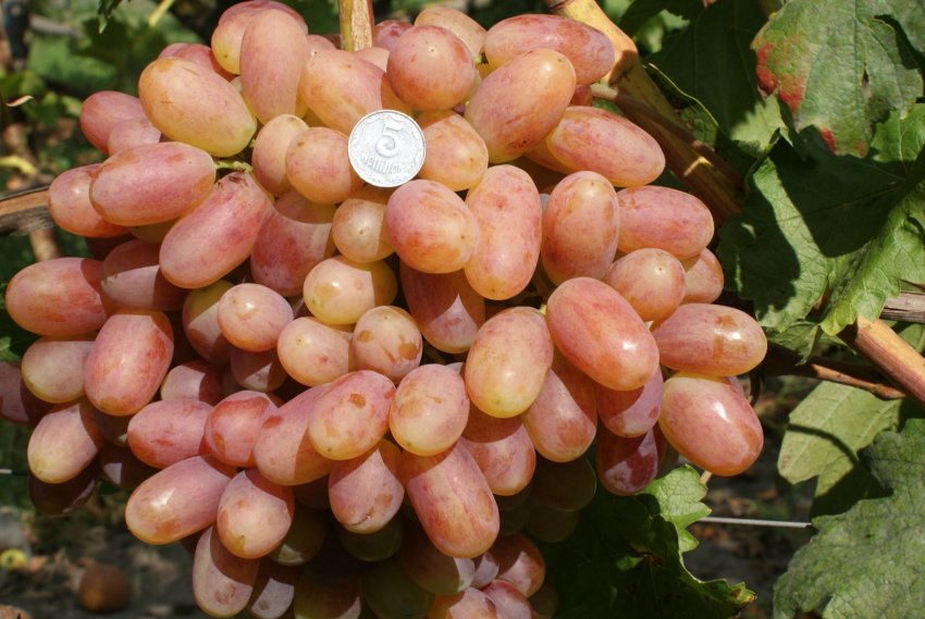 Перетворення Перетворення