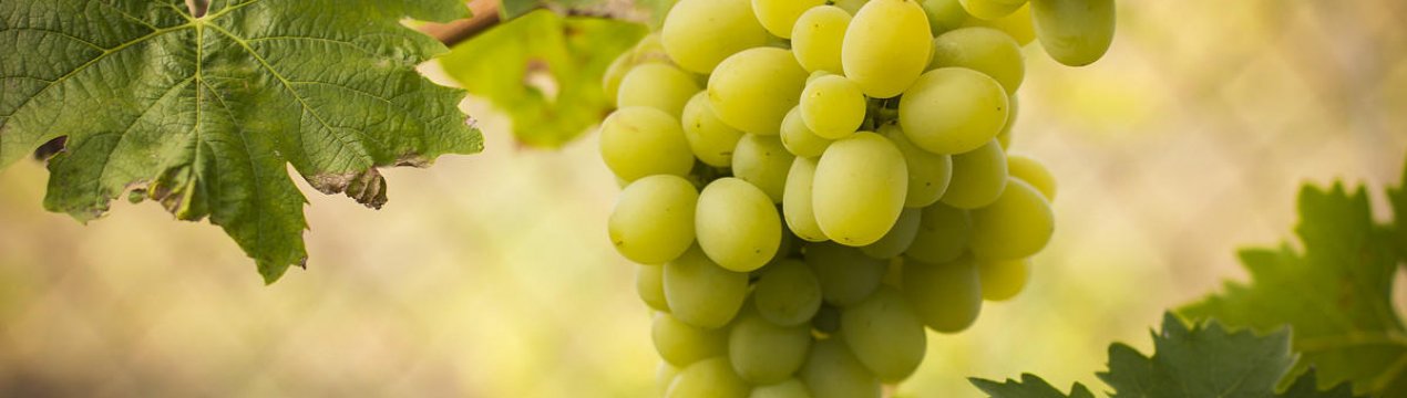 8 найсмачніших сортів винограду