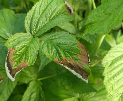 Чому засихає малина і як цього уникнути?