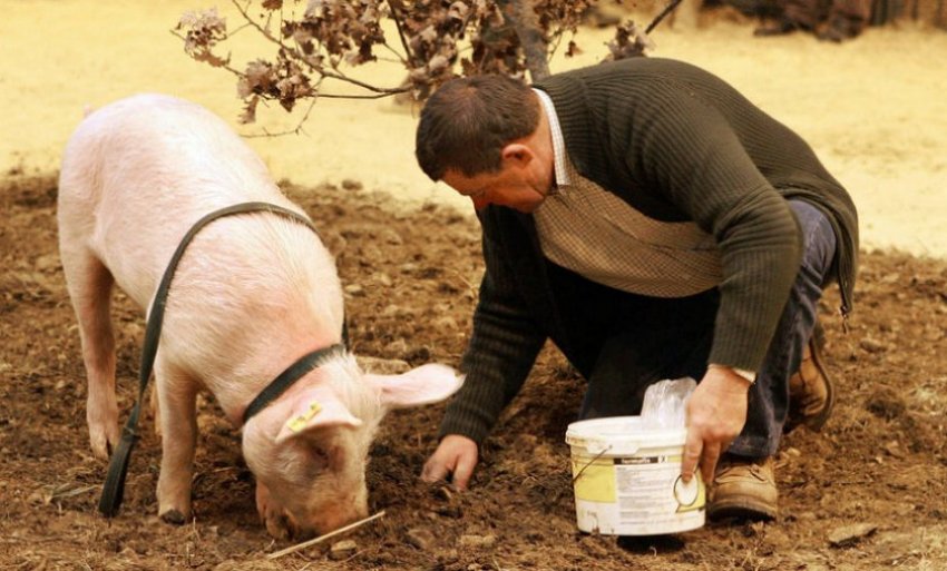Кабани шукають трюфелі Кабани шукають трюфелі