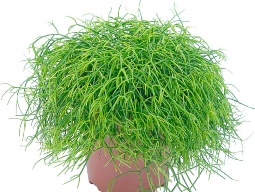 Ріпсаліс кассута