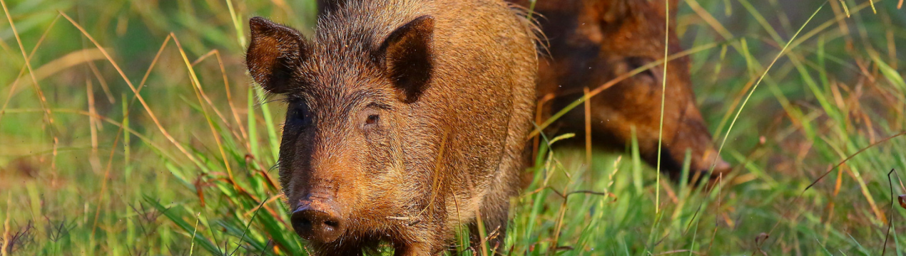 В Австралії дикі свині поширюють Panama TR4