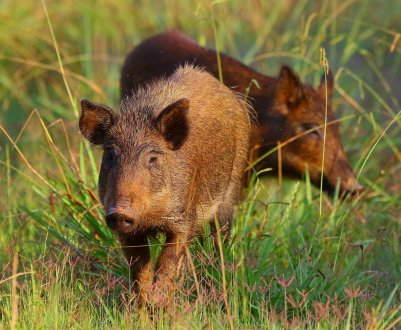 В Австралії дикі свині поширюють Panama TR4