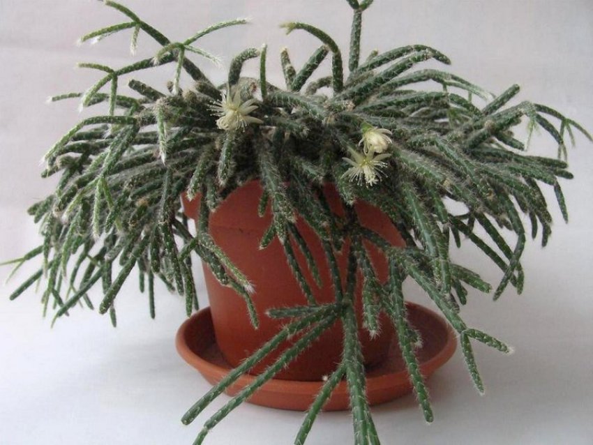 Ріпсаліс пілокарпа