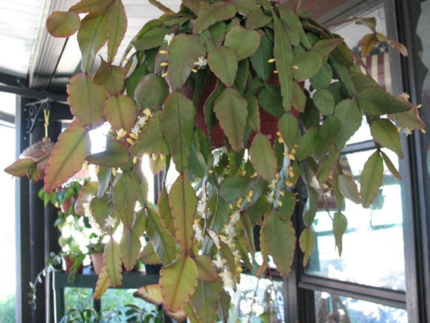 Ріпсаліс еліптичний