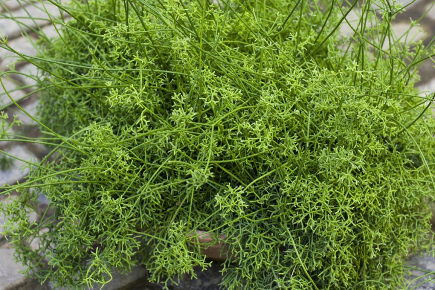 Ріпсаліс цереускула