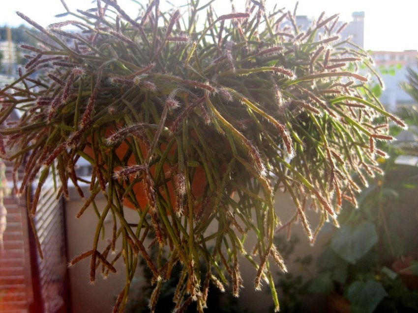 Температурний режим