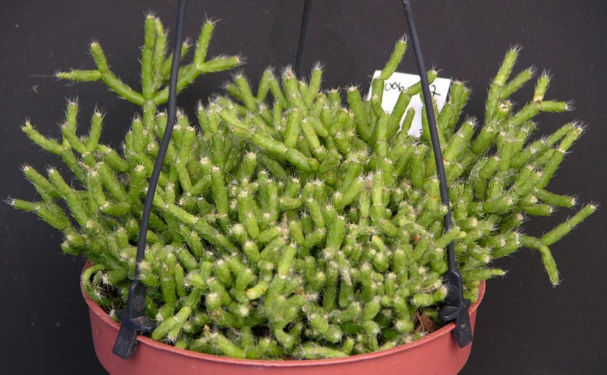 Обрізка ріпсаліс